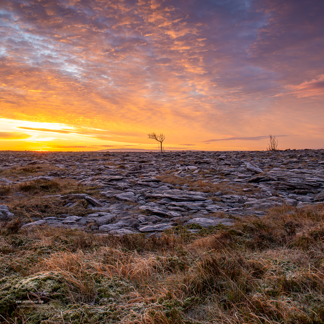 A Burren Lone Tree Clare Ireland - frost,january,lone tree,lowlands,square,sunrise,winter