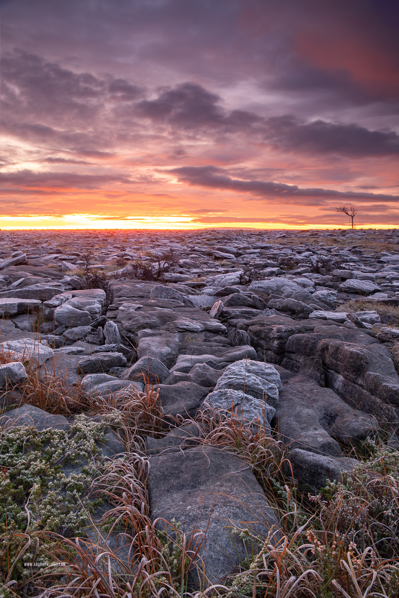 A Burren Lone Tree Clare Ireland - autumn,lone tree,lowlands,november,pick-lowland,twilight