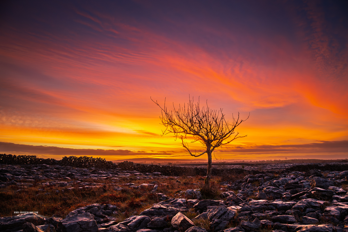 A Burren Lone Tree Clare Ireland - autumn,december,lone tree,lowlands,pink,twilight,walls,portfolio,limited,pick-lowland