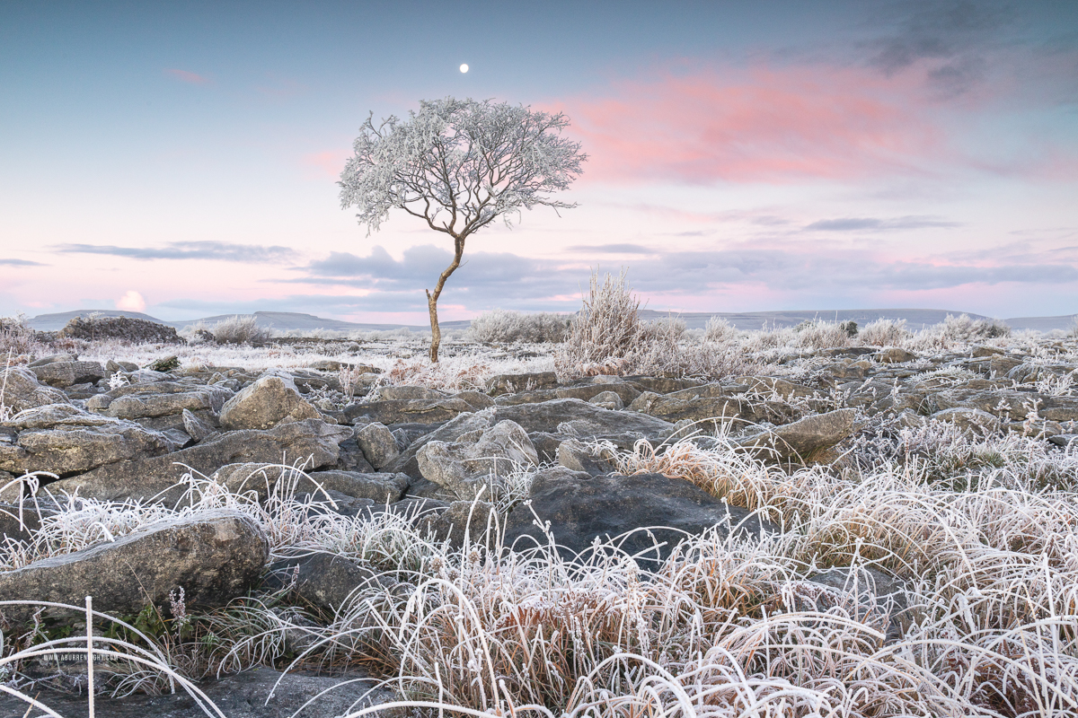 A Burren Lone Tree Clare Ireland - autumn,december,frost,limited,lone tree,moon,twilight,hoarfrost,lowland,dawn,portfolio,pick-lowland