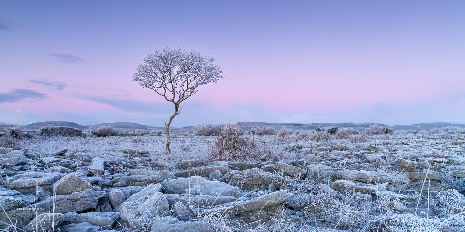 A Burren Lone Tree Clare Ireland - dawn,frost,hoarfrost,january,lone tree,lowland,panorama,twilight,wall,winter