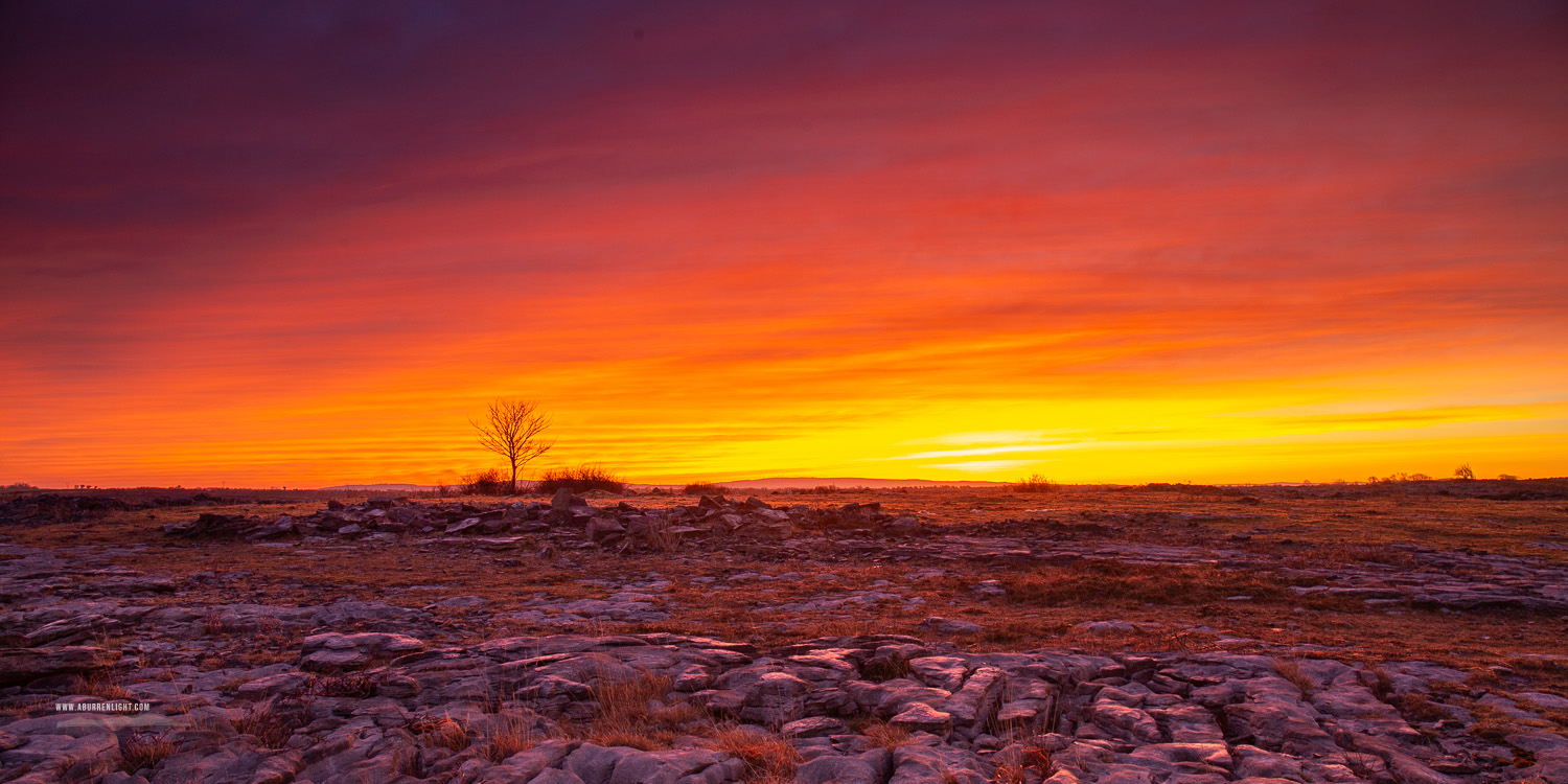 A Burren Lone Tree Clare Ireland - dawn,lone tree,lowlands,march,panorama,red,twilight,winter