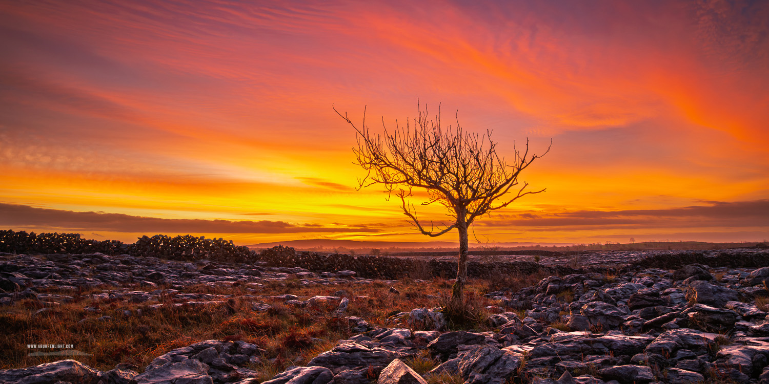 A Burren Lone Tree Clare Ireland - autumn,december,lone tree,lowlands,panorama,pink,twilight,walls