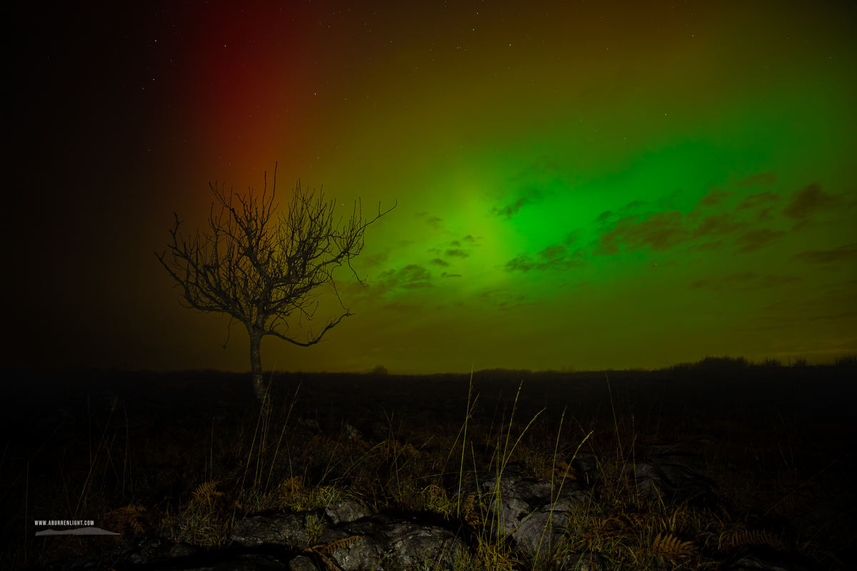 A Burren Lone Tree Clare Ireland - astro,aurora,january,lone tree,lowland,night,winter