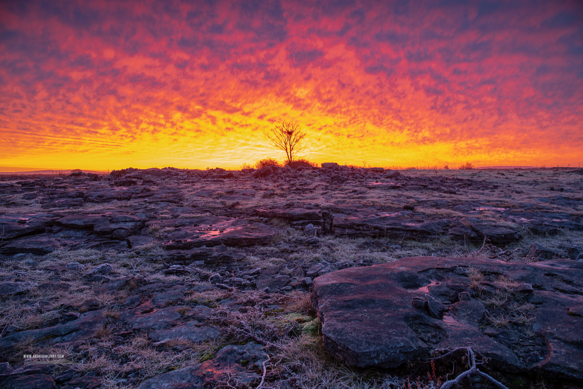 A Burren Lone Tree Clare Ireland - february,lone tree,lowland,pick-lowland,red,roots,twilight,winter