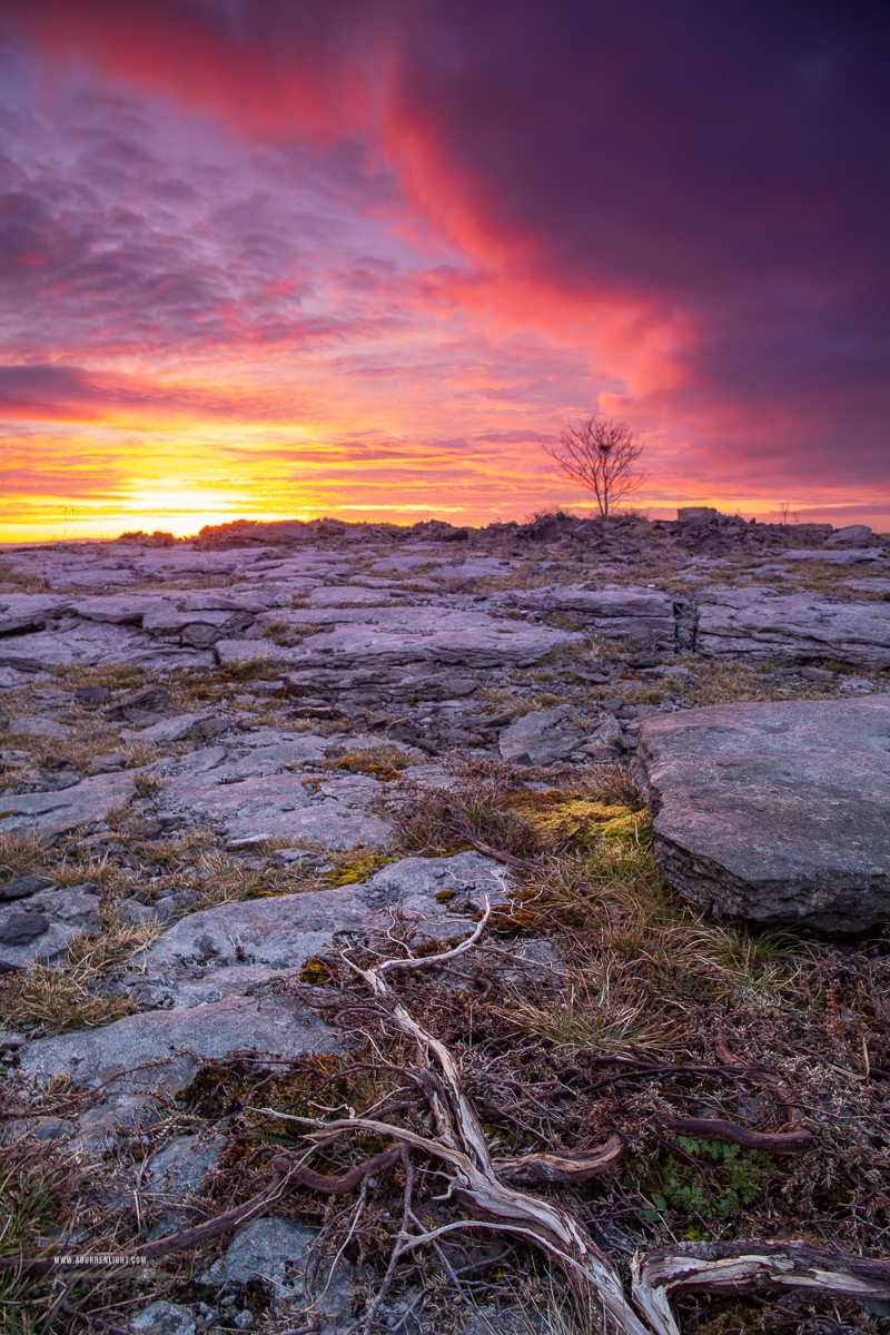 A Burren Lone Tree Clare Ireland - april,lone tree,lowlands,pick-lowland,red,spring,sunrise,twilight