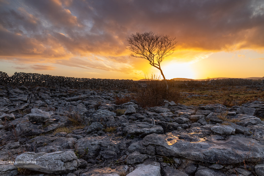 A Burren Lone Tree Clare Ireland - february,golden hour,lone tree,sunset,winter,wall,lowland