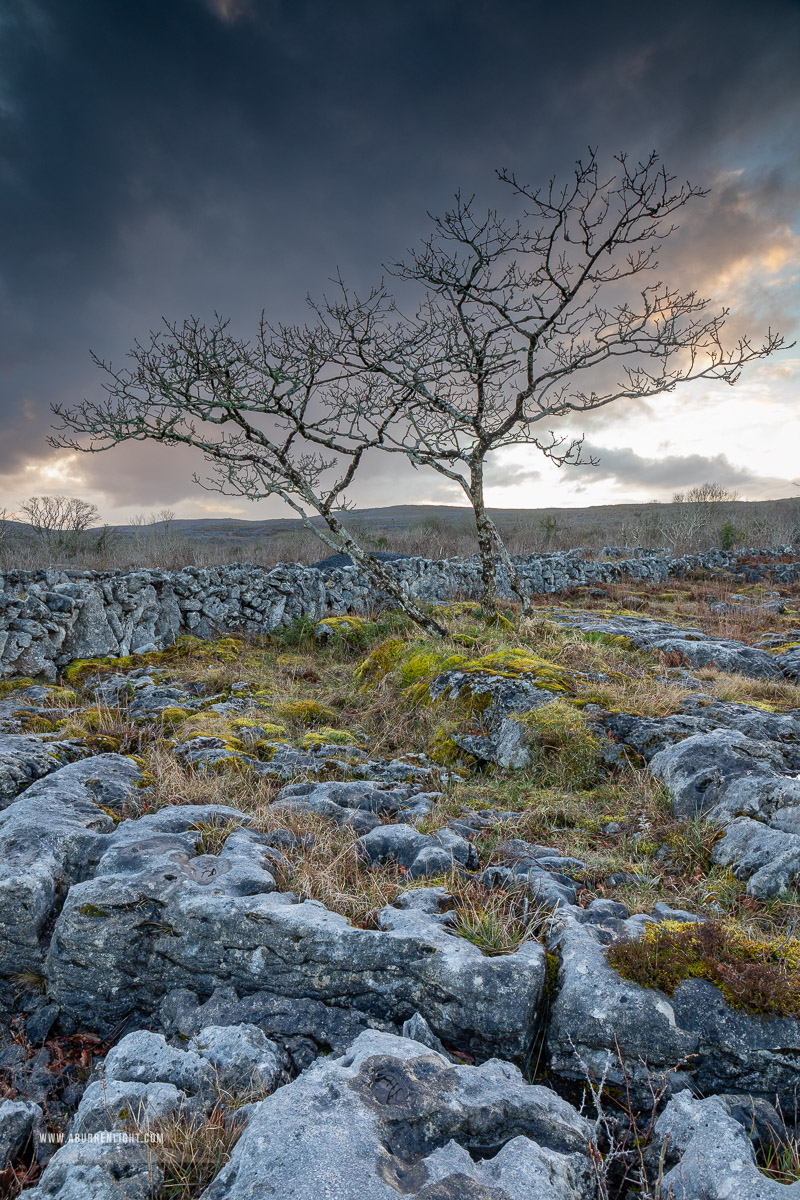 A Burren Lone Tree Clare Ireland - lone tree,march,sunset,wall,winter,lowland,grey