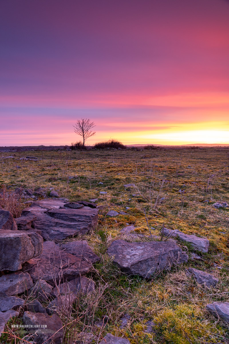 A Burren Lone Tree Clare Ireland - lone tree,march,orange,pink,twilight,winter,pink,lowland