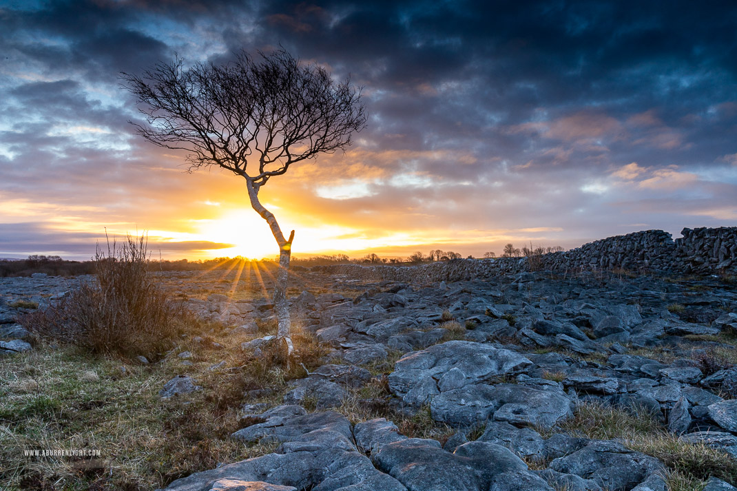 A Burren Lone Tree Clare Ireland - february,lone tree,sunrise,sunstar,winter,golden,lowland