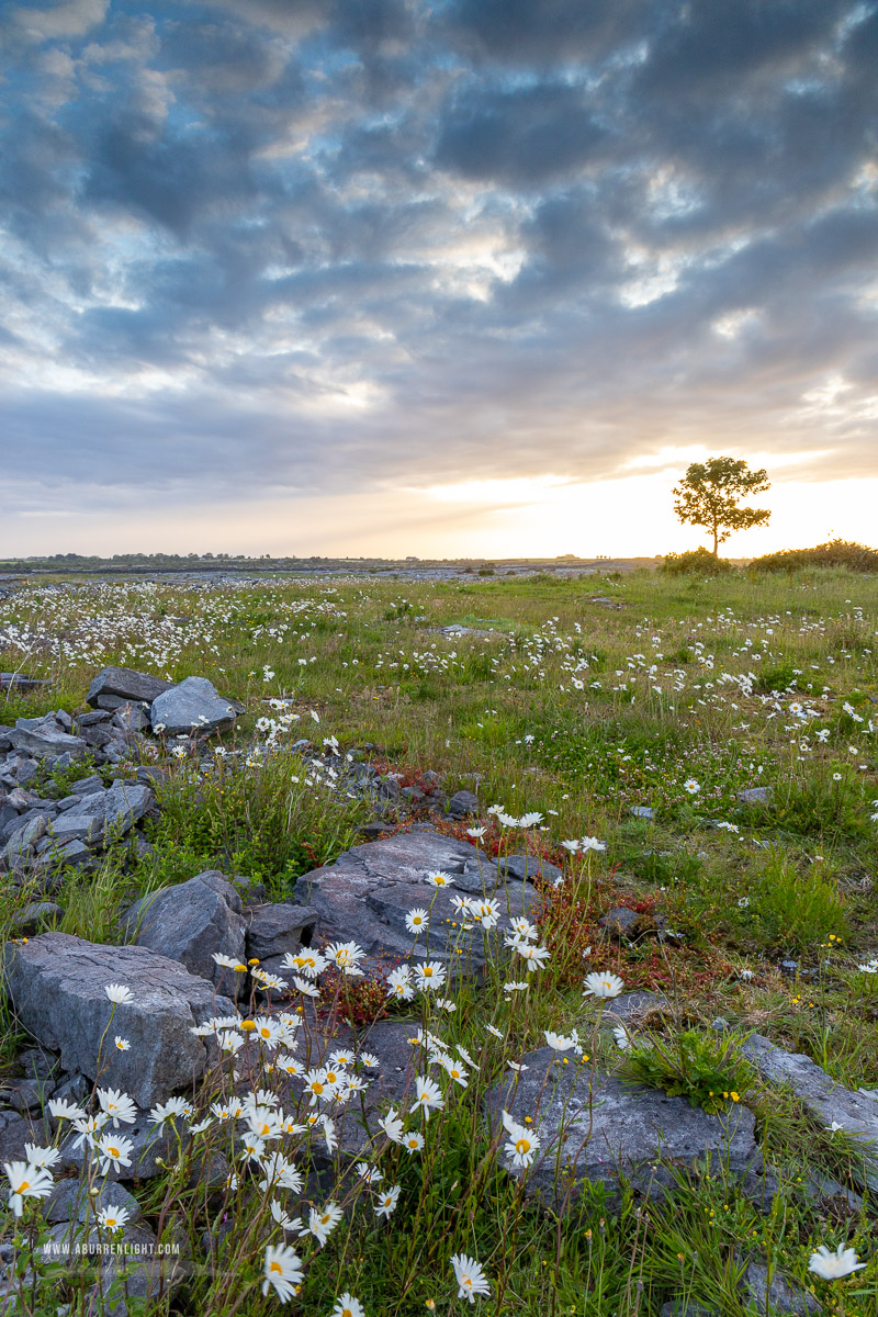 A Burren Lone Tree Clare Ireland - flower,june,lone tree,spring,sunrise,lowland