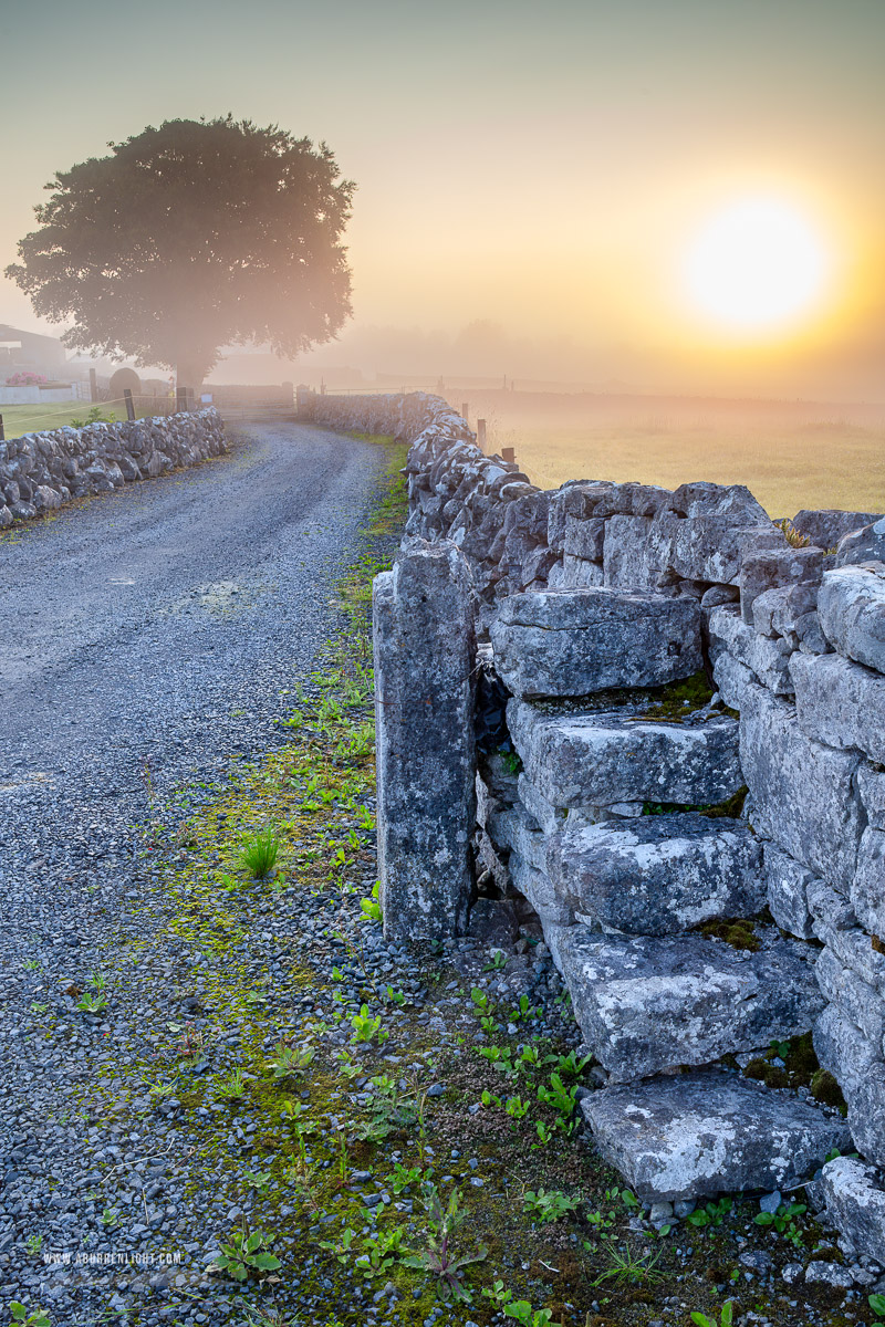 A Burren Lone Tree Clare Ireland - golden,july,lone tree,myst,rural,stilt,summer,sunrise,wall,portfolio,lowland