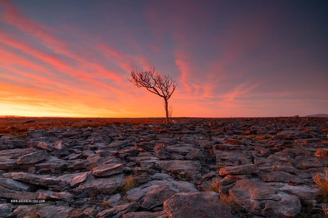 A Burren Lone Tree Clare Ireland - february,lone tree,long exposure,orange,twilight,winter,lowland,pink