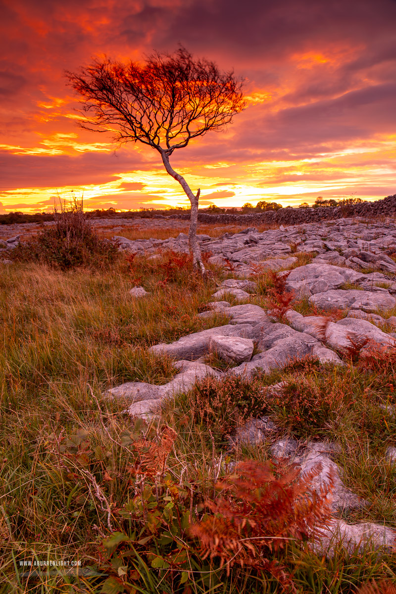 A Burren Lone Tree Clare Ireland - autumn,limited,lone tree,long exposure,october,red,twilight,portfolio,lowland