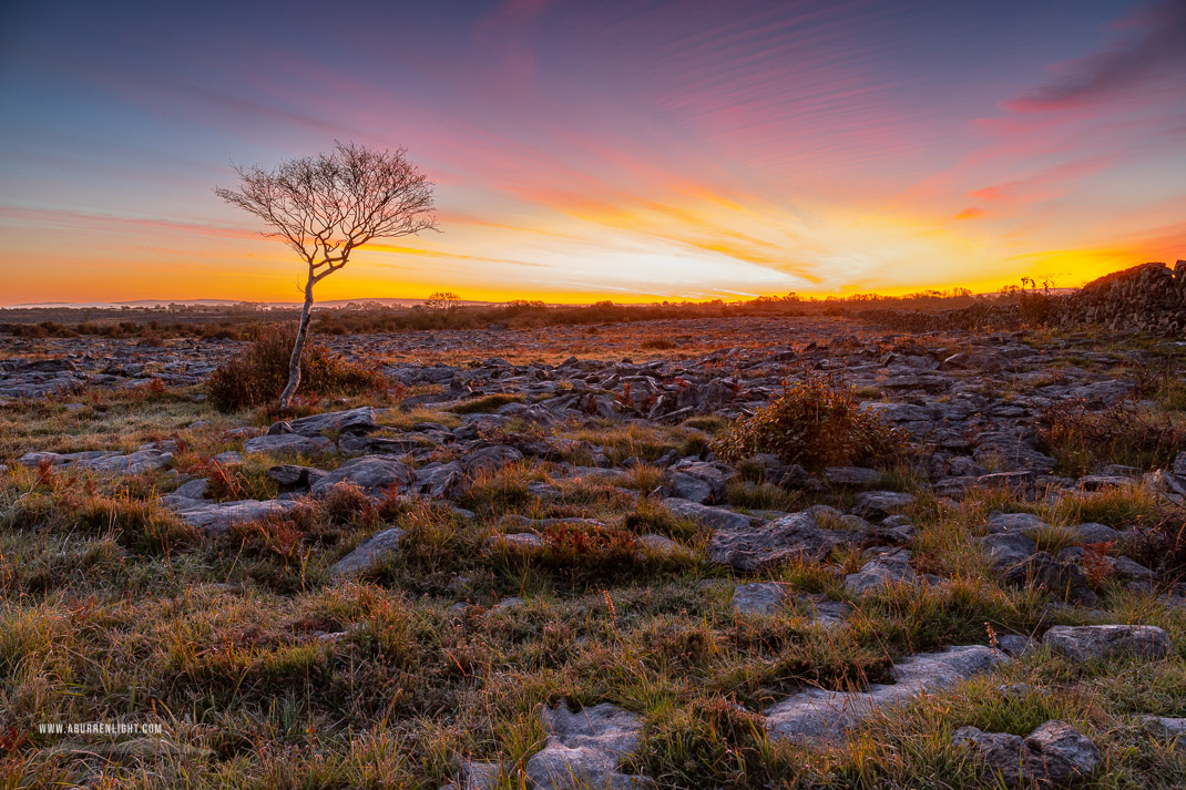 A Burren Lone Tree Clare Ireland - autumn,lone tree,long exposure,october,twilight,lowland,pink