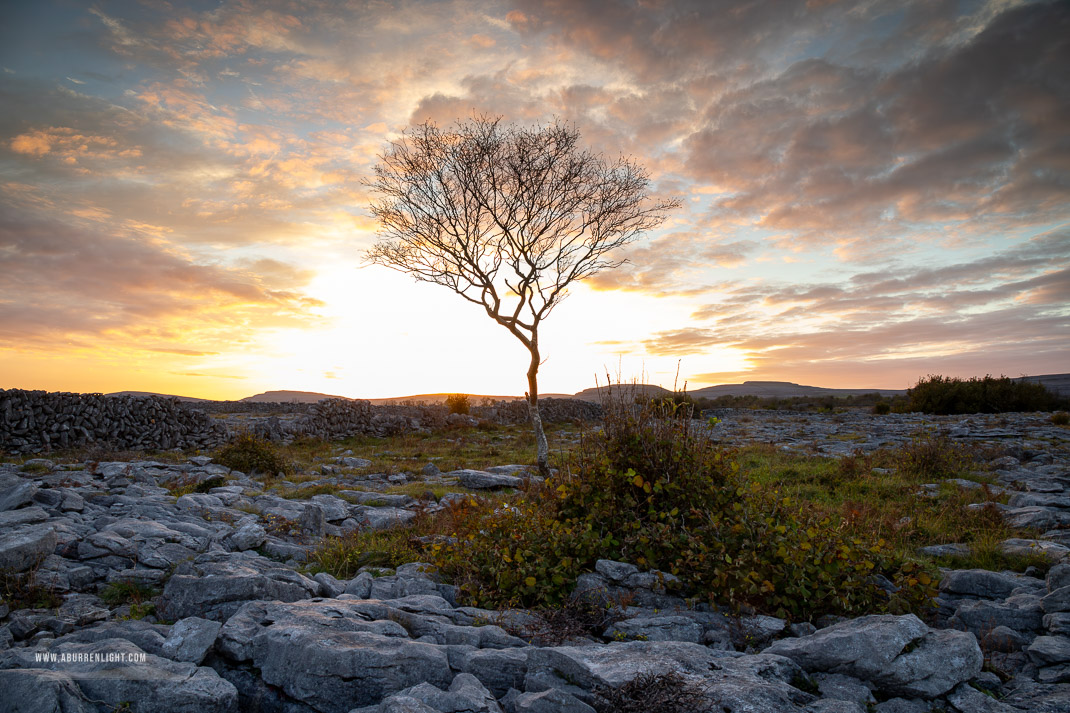 A Burren Lone Tree Clare Ireland - autumn,lone tree,october,sunset,lowland,golden