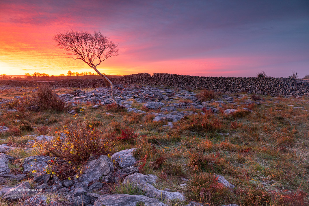 A Burren Lone Tree Clare Ireland - autumn,lone tree,november,red,twilight,wall,lowland