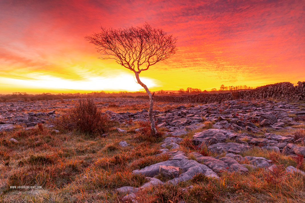 A Burren Lone Tree Clare Ireland - autumn,lone tree,november,red,twilight,wall,lowland