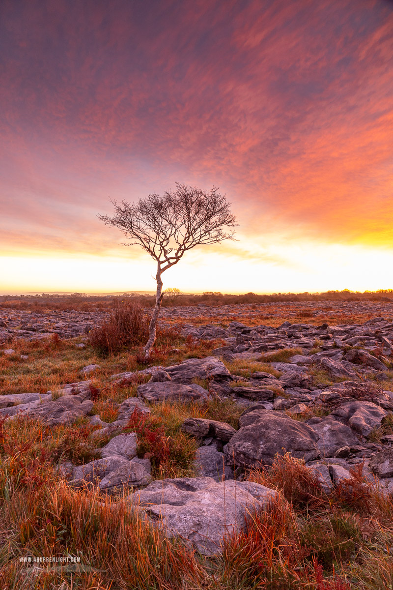 A Burren Lone Tree Clare Ireland - autumn,lone tree,november,red,twilight,wall,lowland