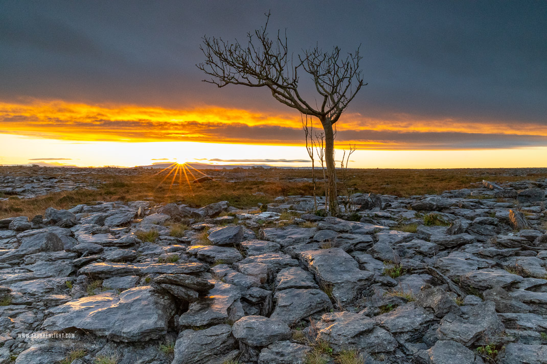 A Burren Lone Tree Clare Ireland - autumn,december,lone tree,sunrise,sunstar,lowland,golden