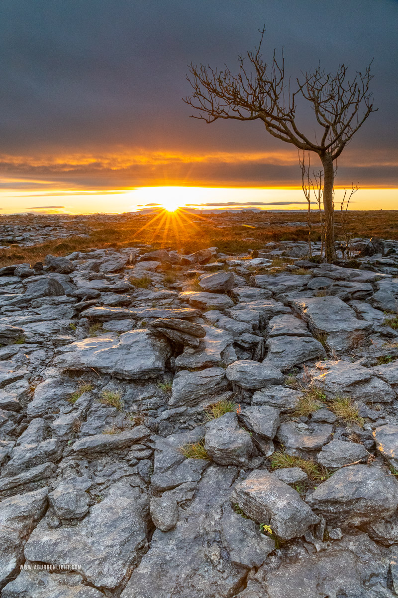 A Burren Lone Tree Clare Ireland - autumn,december,lone tree,sunrise,sunstar,lowland,golden