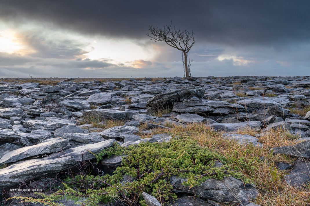 A Burren Lone Tree Clare Ireland - january,lone tree,winter,lowland