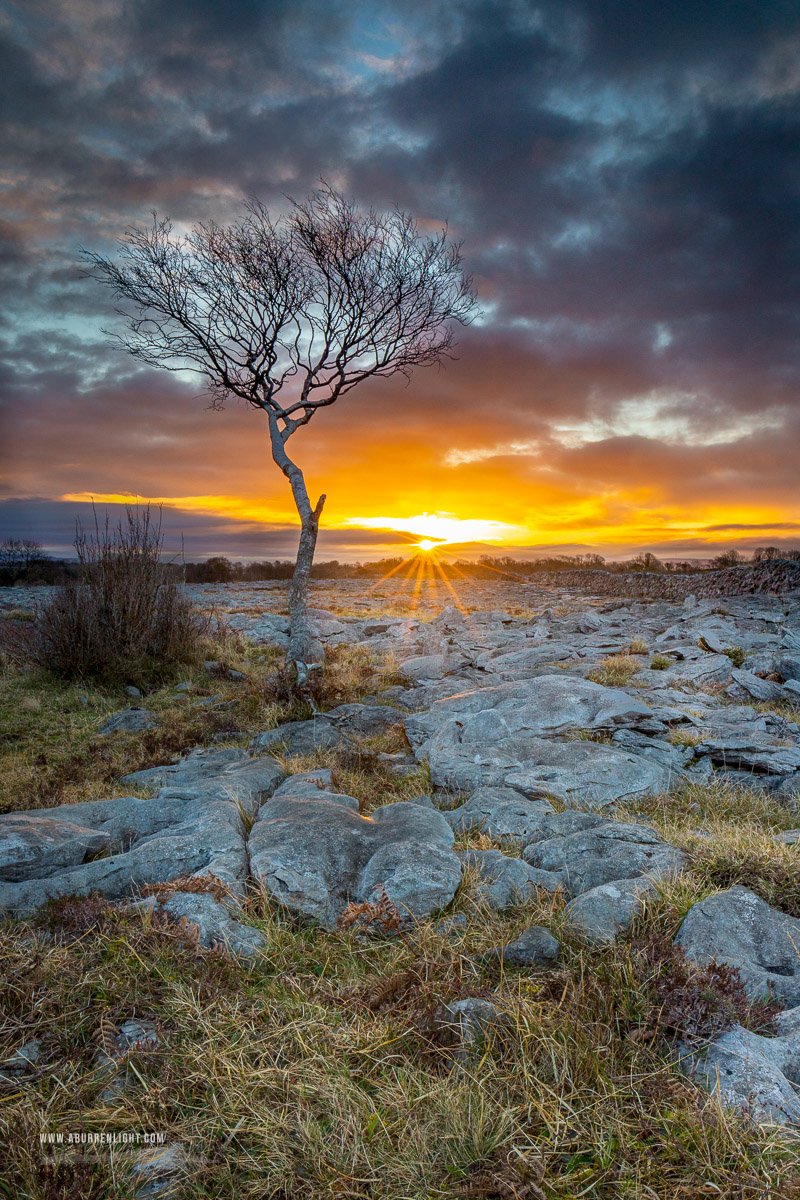 A Burren Lone Tree Clare Ireland - february,lone tree,sunrise,sunstar,winter,golden,lowland