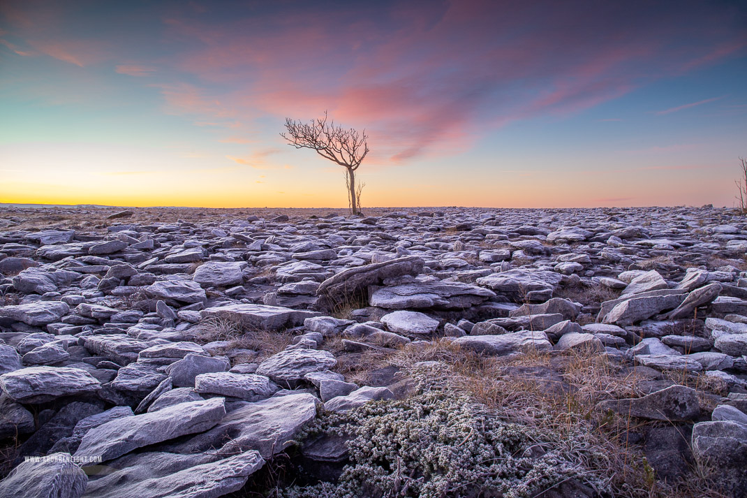 A Burren Lone Tree Clare Ireland - frost,january,lone tree,pink,twilight,winter,lowland