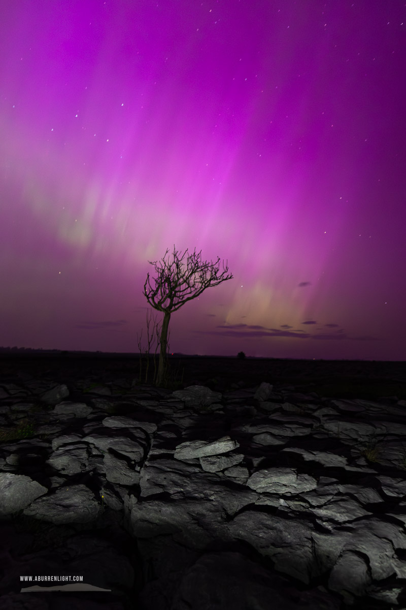 A Burren Lone Tree Clare Ireland - aurora,lone tree,long exposure,lowland,may,night,pilars,purple,spring,astro