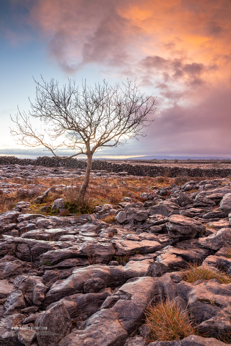 A Burren Lone Tree Clare Ireland - january,lone tree,sunrise,winter,lowland