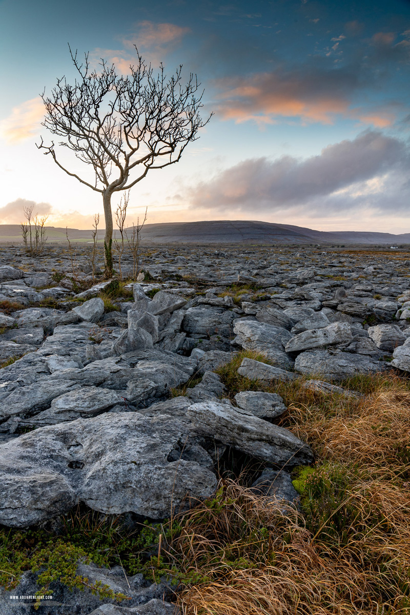 A Burren Lone Tree Clare Ireland - lone tree,november,sunset,winter,lowland
