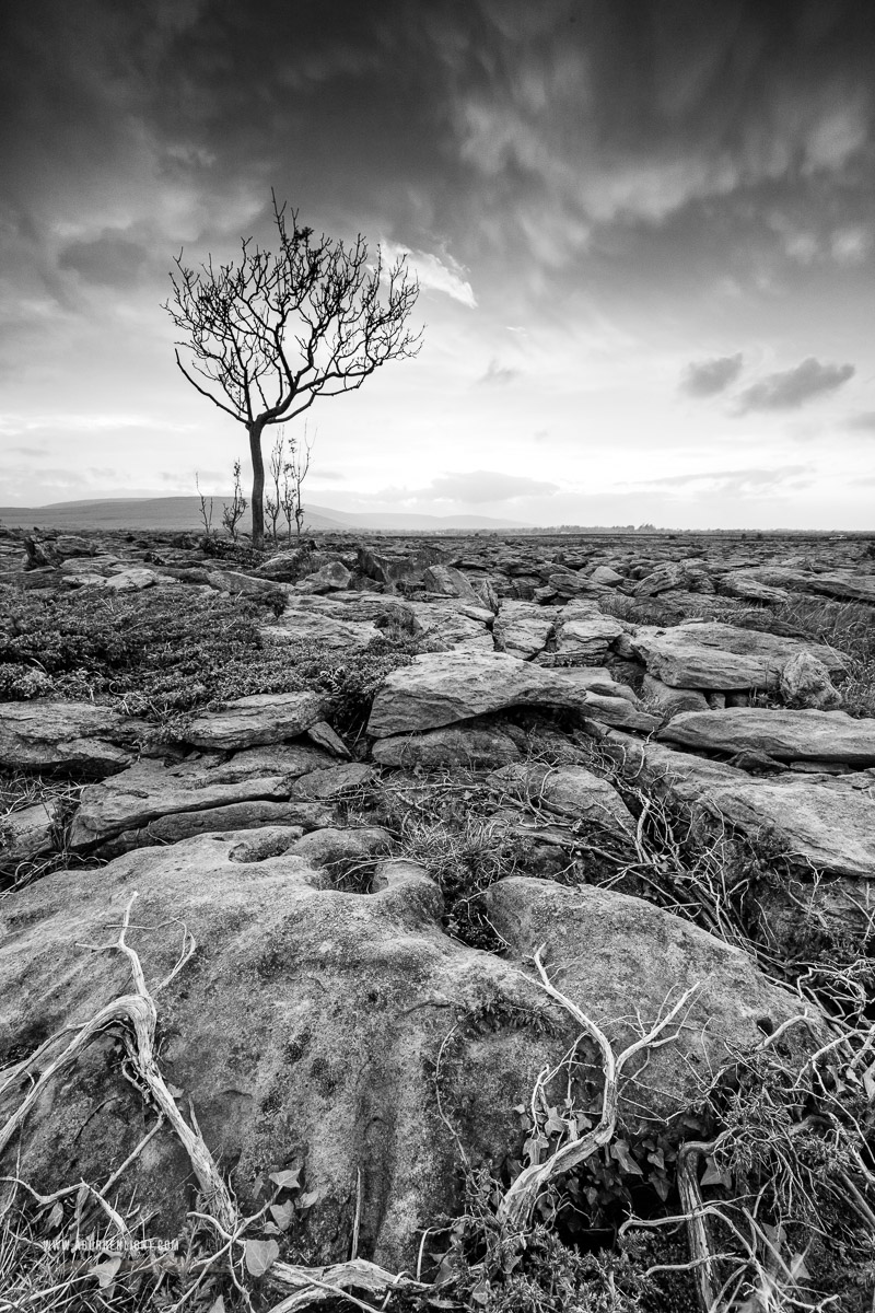 A Burren Lone Tree Clare Ireland - lone tree,lowland,monochrome,may,orange,spring,sunset