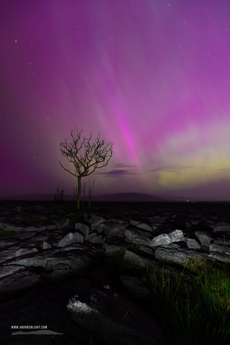 A Burren Lone Tree Clare Ireland - aurora,lone tree,long exposure,lowland,may,night,pilars,purple,spring,portfolio