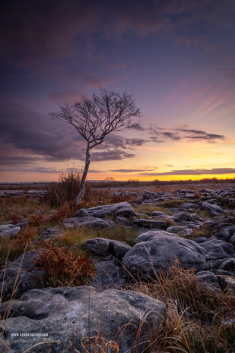 A Burren Lone Tree Clare Ireland - autumn,lone tree,lowland,november,twilight,wall