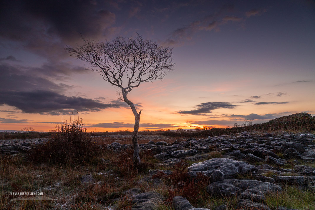 A Burren Lone Tree Clare Ireland - autumn,lone tree,lowland,november,twilight,wall