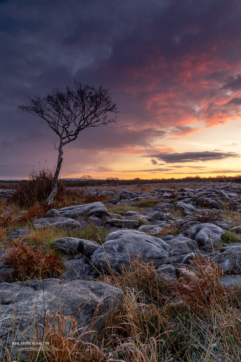 A Burren Lone Tree Clare Ireland - autumn,lone tree,lowland,november,twilight,wall,portfolio