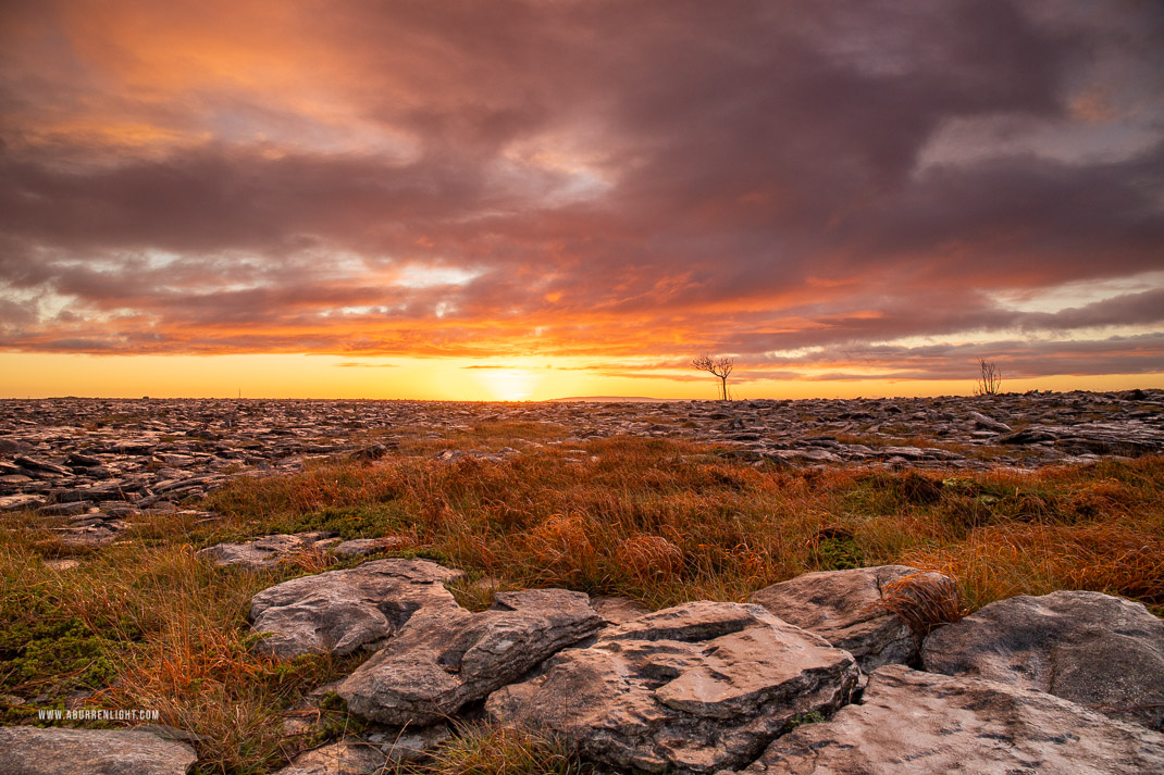 A Burren Lone Tree Clare Ireland - lone tree,lowland,orange,sunrise