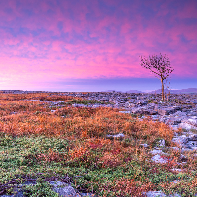 A Burren Lone Tree Clare Ireland - autumn,lone tree,lowland,november,pink,square,twilight