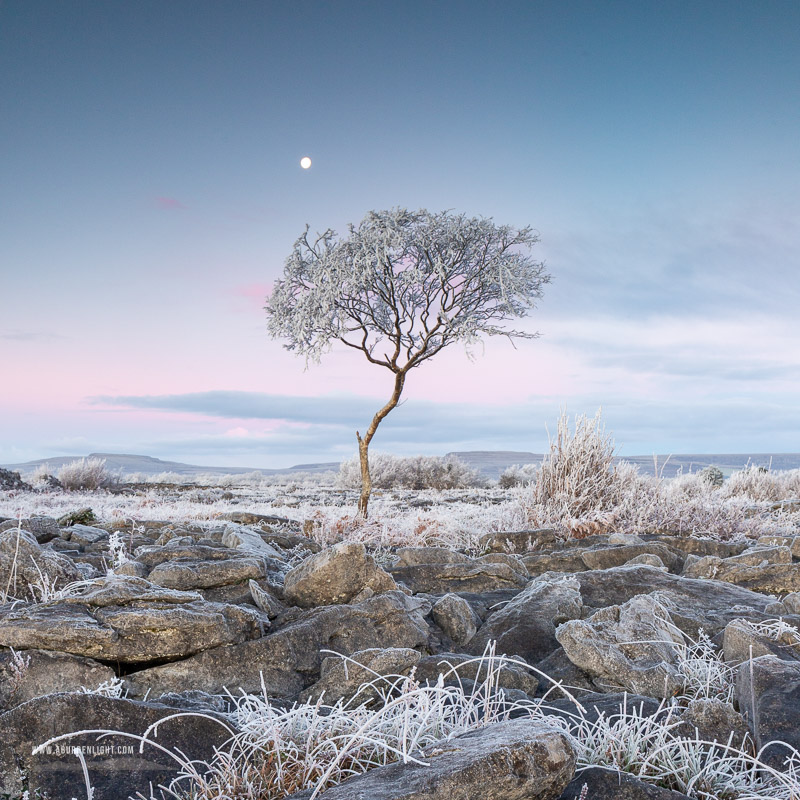 A Burren Lone Tree Clare Ireland - autumn,december,frost,lone tree,lowland,moon,square,twilight