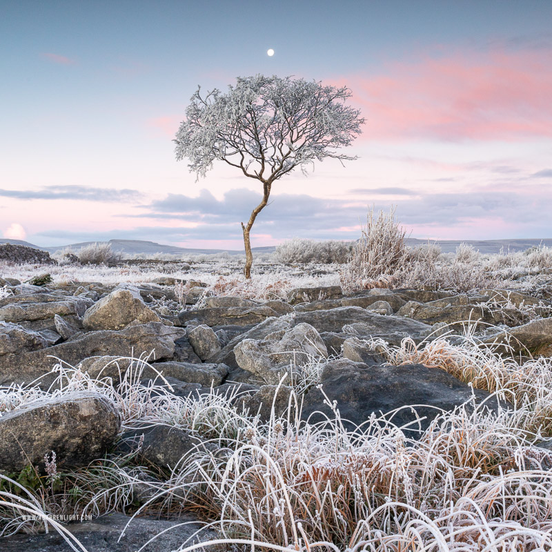 A Burren Lone Tree Clare Ireland - autumn,december,frost,lone tree,lowland,moon,square,twilight