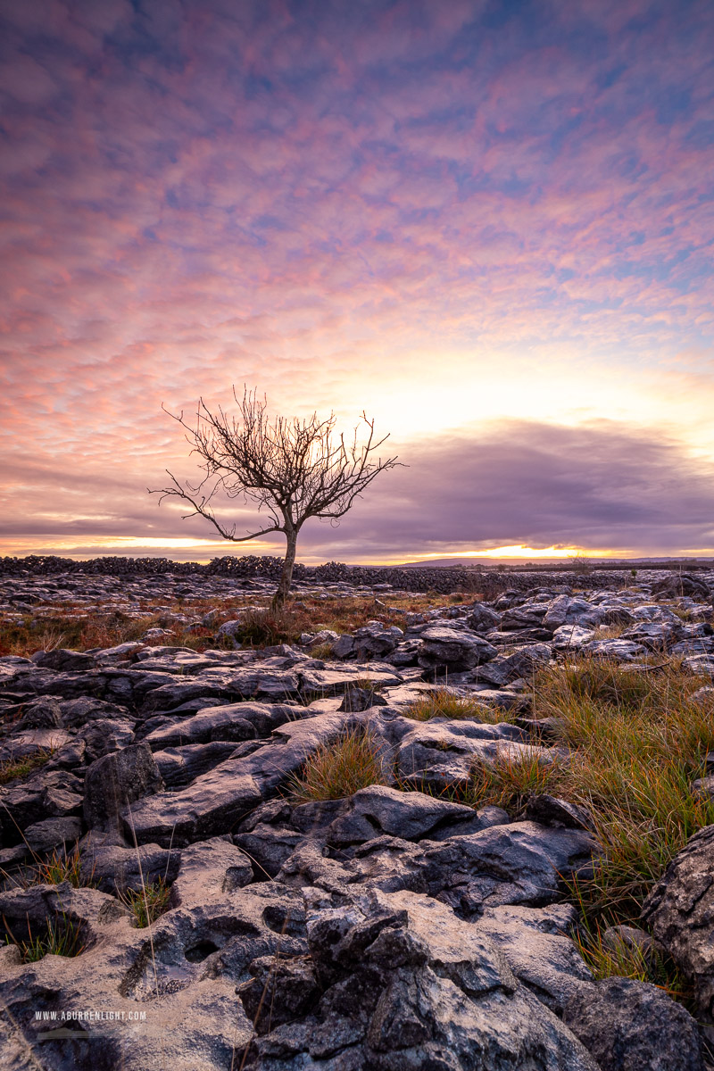 A Burren Lone Tree Clare Ireland - autumn,december,lone tree,lowland,pink,twilight