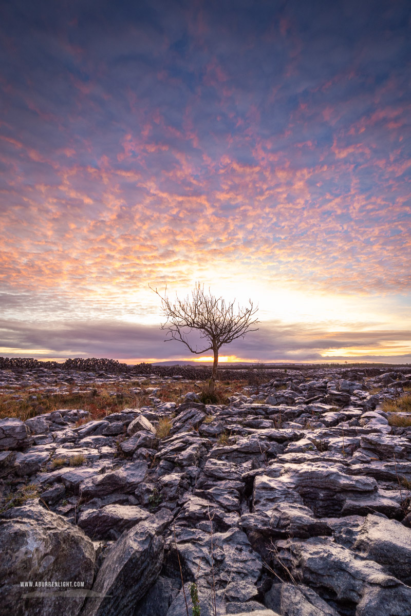 A Burren Lone Tree Clare Ireland - autumn,december,lone tree,lowland,pink,twilight