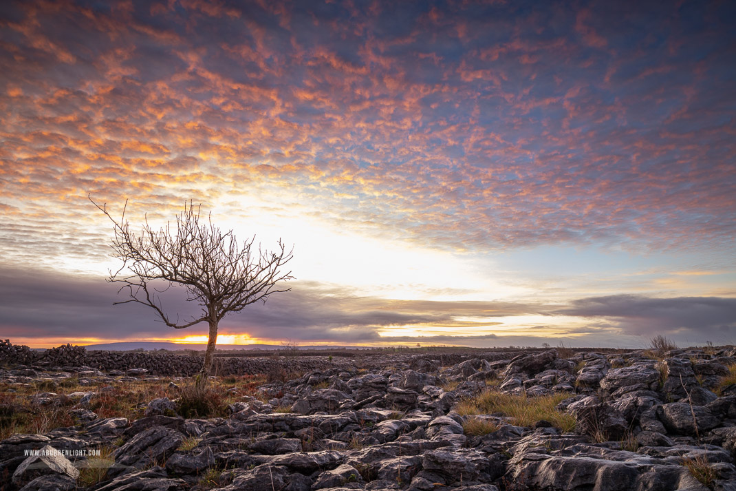 A Burren Lone Tree Clare Ireland - autumn,december,lone tree,lowland,pink,sunrise,portfolio