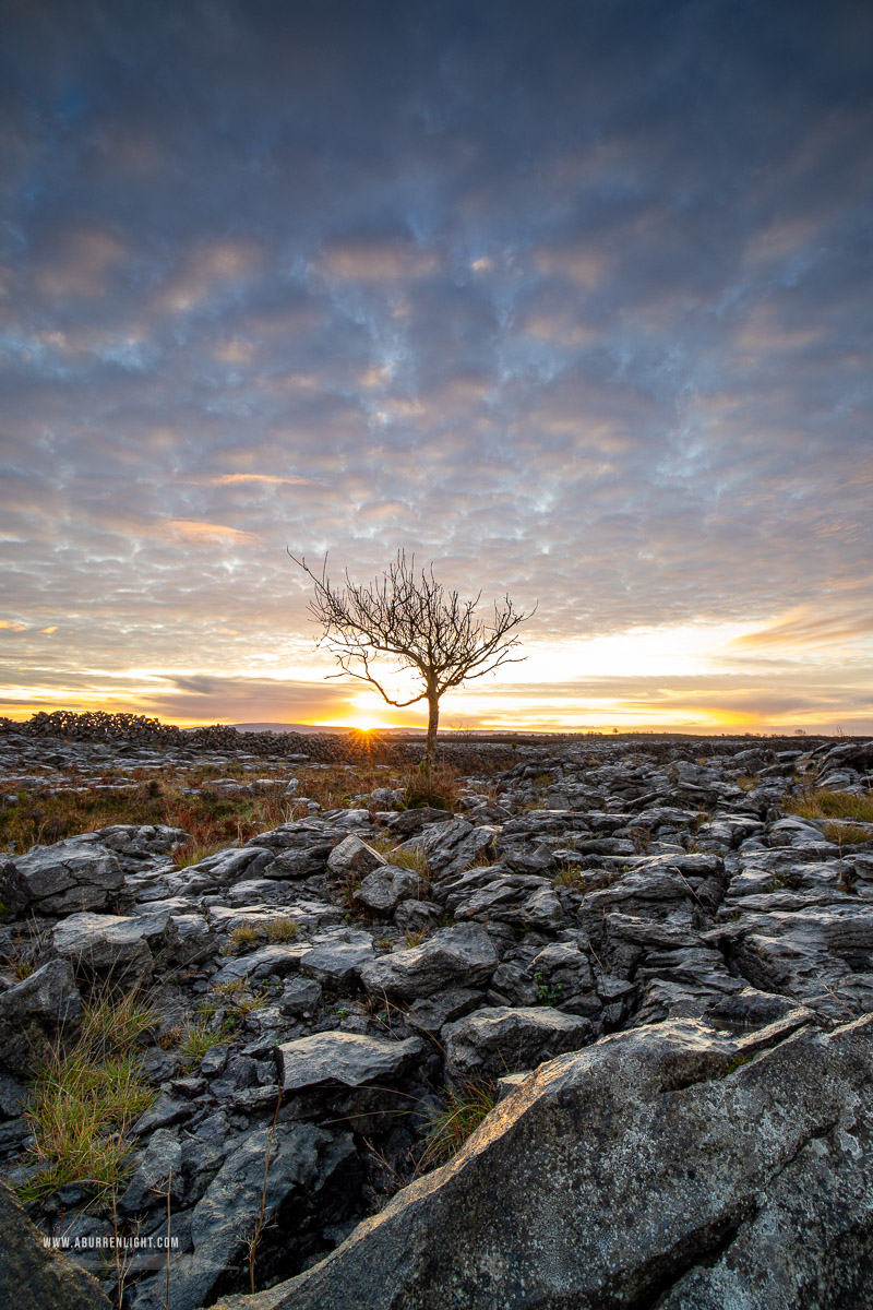 A Burren Lone Tree Clare Ireland - autumn,december,lone tree,lowland,pink,sunrise,sunstar,portfolio