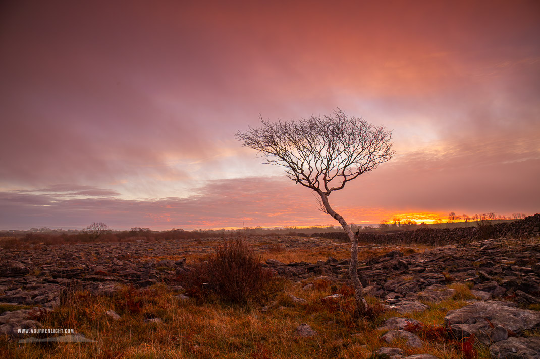 A Burren Lone Tree Clare Ireland - december,lone tree,lowland,sunrise,winter