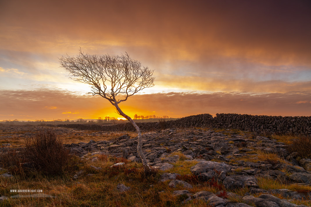 A Burren Lone Tree Clare Ireland - december,lone tree,lowland,orange,sunrise,wall,winter