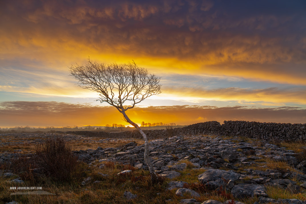 A Burren Lone Tree Clare Ireland - december,lone tree,lowland,orange,sunrise,wall,winter,portfolio,limited