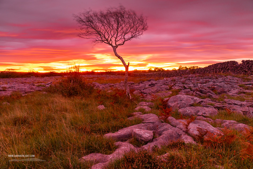 A Burren Lone Tree Clare Ireland - autumn,lone tree,october,pink,twilight,lowland