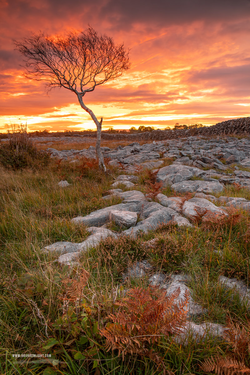 A Burren Lone Tree Clare Ireland - autumn,lone tree,long exposure,october,red,twilight,lowland