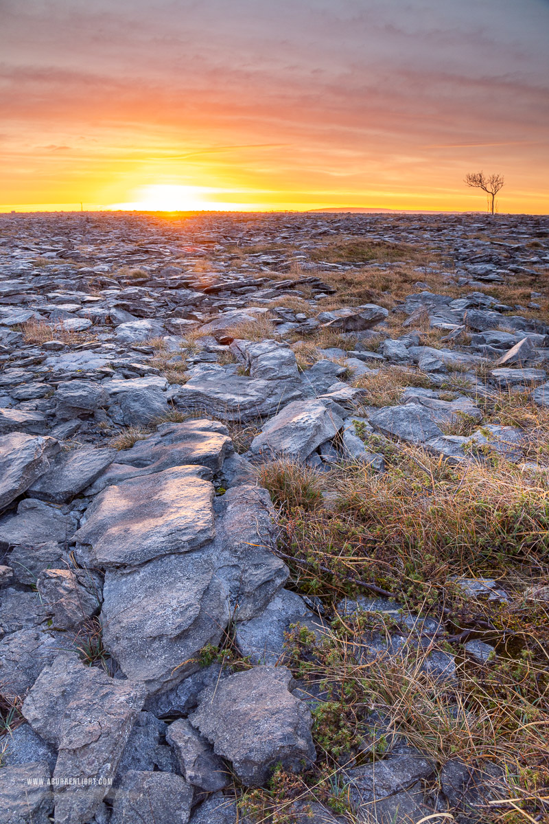 A Burren Lone Tree Clare Ireland - february,lone tree,orange,sunrise,winter,lowland